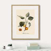 картина: juicy fruit lithography №2, 1870г. в Ярославле