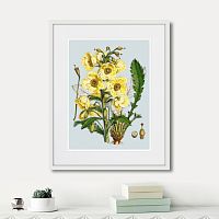 картина: himalaya plants yellow flower, 1869г. в Ярославле