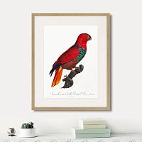 картина: beautiful parrots №9, 1872г. в Ярославле