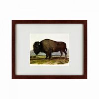 картина: american bison, 1845 в Ярославле