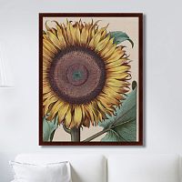 картина: large sunflower (flos solis maior), 1713г. в Ярославле