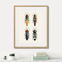 картина: assorted beetles №5, 1735г. в Ярославле