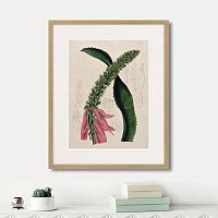 картина: exotic plants of the world №2, 1815г. в Ярославле