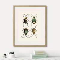 картина: assorted beetles №8, 1735г. в Ярославле