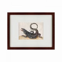 картина: black tegu lizard, 1700 в Ярославле