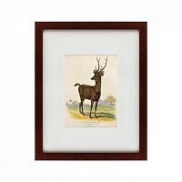 картина: a rusa deer, 1830 в Ярославле