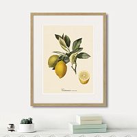 картина: juicy fruit lithography №3, 1870г. в Ярославле