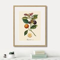 картина: juicy fruit lithography №11, 1870г. в Ярославле