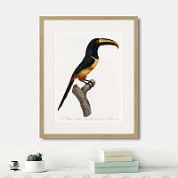 картина: beautiful toucans №4, 1806г. в Ярославле