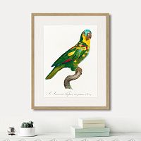 картина: beautiful parrots №11, 1872г. в Ярославле