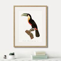 картина: beautiful toucans №1, 1806г. в Ярославле