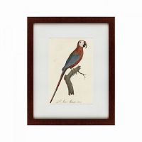 картина: ara macao (scarlet macaw), 1801 в Ярославле