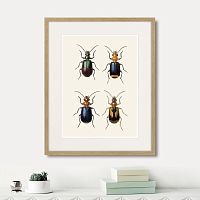 картина: assorted beetles №4, 1735г. в Ярославле