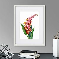 картина: caribian flora pink alpinia, 1740г. в Ярославле