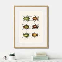 картина: assorted beetles №11, 1735г. в Ярославле