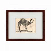 картина: arabian camel, 1809 в Ярославле