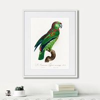 картина: beautiful parrots №4, 1872г. в Ярославле