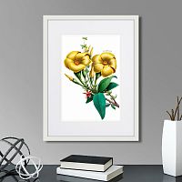 картина: caribian flora yellow allamanda, 1740г. в Ярославле