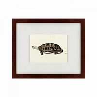 картина: a hand-painted illustration of an elongated tortoise, 1873 в Ярославле