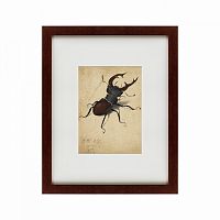 картина: stag beetle, 1505 в Ярославле