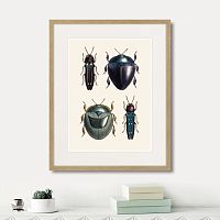 картина: assorted beetles №1, 1735г. в Ярославле