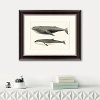 картина: humpback whale (megaptera versabilis), 1859 в Ярославле