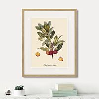 картина: juicy fruit lithography №4, 1870г. в Ярославле