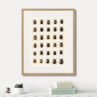 картина: assorted beetles №2, 1735г. в Ярославле