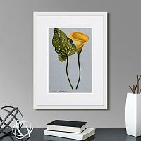 картина: yellow arum lily, 1899г. в Ярославле