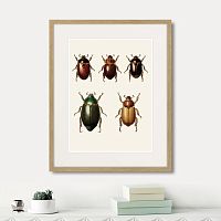 картина: assorted beetles №7, 1735г. в Ярославле