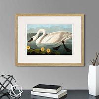 картина: common american swan (white), 1838г. в Ярославле