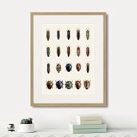 картина: assorted beetles №3, 1735г. в Ярославле