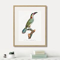 картина: beautiful toucans №3, 1806г. в Ярославле