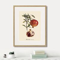 картина: juicy fruit lithography №7, 1870г. в Ярославле