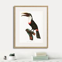 картина: beautiful toucans №2, 1806г. в Ярославле