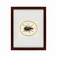 картина: beetle, 1700 в Ярославле