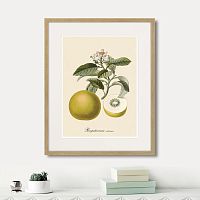 картина: juicy fruit lithography №10, 1870г. в Ярославле