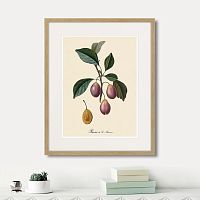 картина: juicy fruit lithography №9, 1870г. в Ярославле